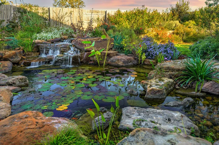 A planted ecosystem koi pond with a flowing stream and natural stonework