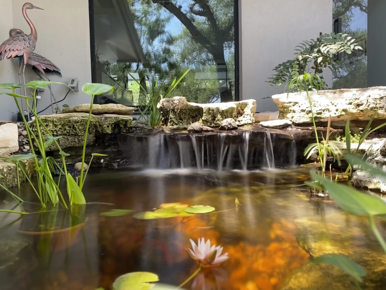 Water lilies in a clear ecosystem pond beneath a stone waterfall